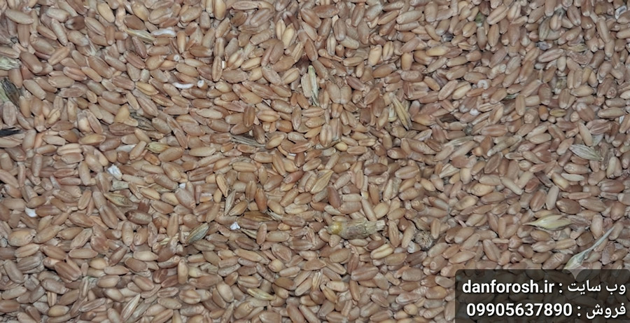 گندم مرغی ممتاز درجه یک