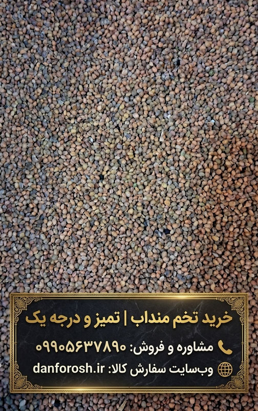 تخم منداب