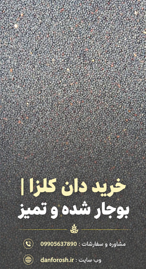 خرید دان کلزا | تماس : 09905637890
